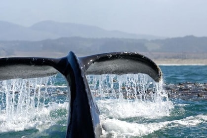 Whale Watching Cruise Los Angeles, Santa Monica, Newport Beach, Marina Del ...