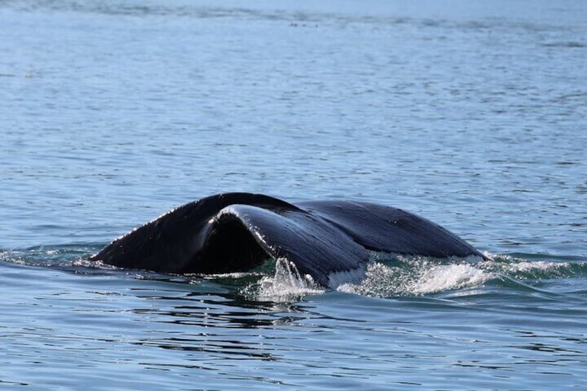 Whale Watching Cruise from Newport Beach