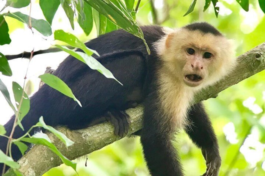 Manuel Antonio National Park Wildlife Tour