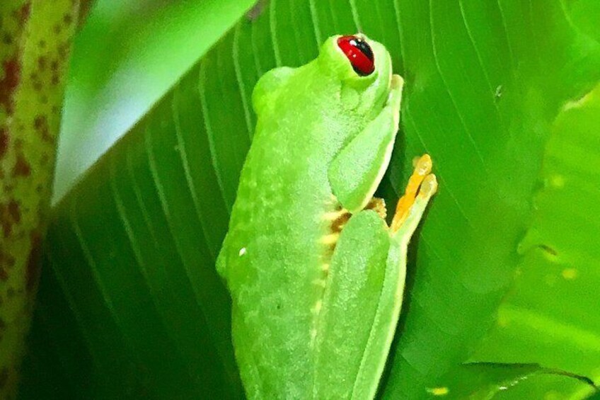 Manuel Antonio National Park Wildlife Tour