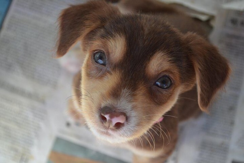 Shelter Visit & Tour