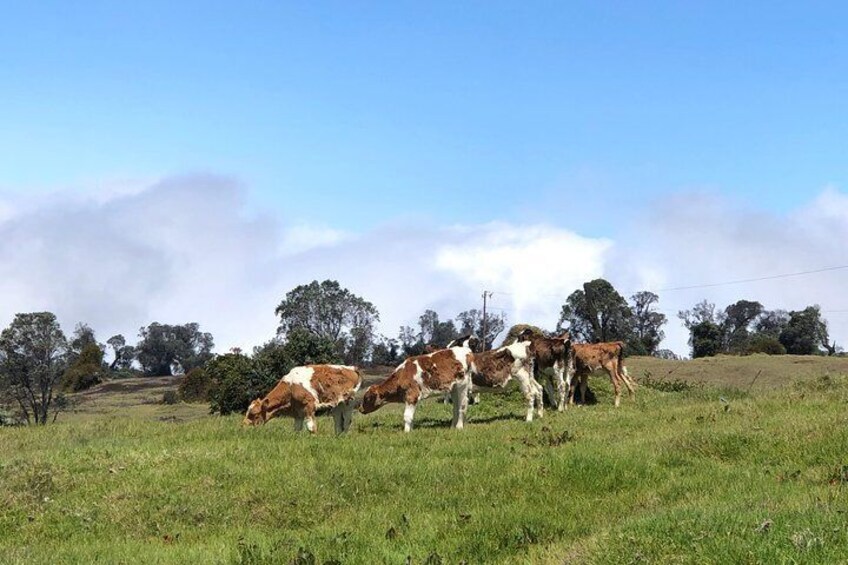 Explore Two Amazing Active Volcanoes With a Local