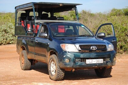 Private Half Day Safari Tour to Yala NP From Tangalle and Drop Back