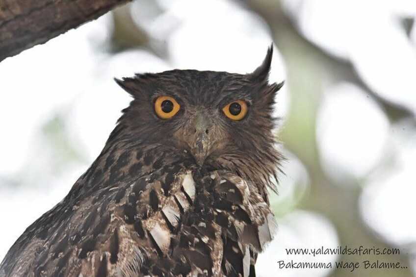 Brown Fish Owl