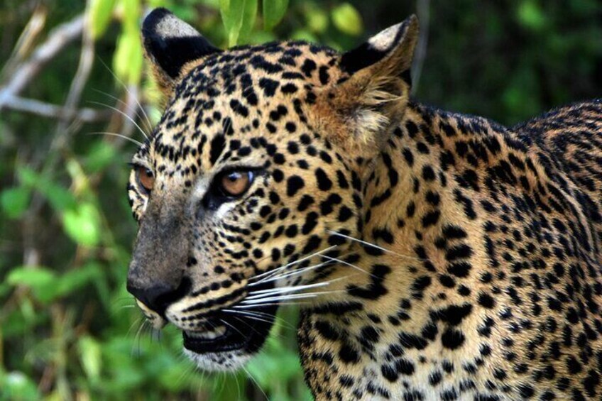 Private Half Day Safari Tour to Yala NP From Tangalle and Drop Back