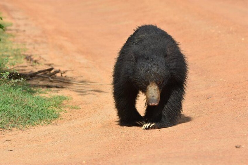 Sloth Black Bear