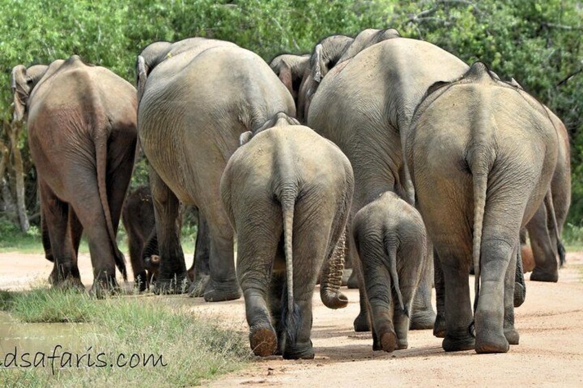 Elephants