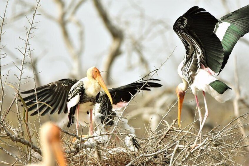 Painted Stork Nesting