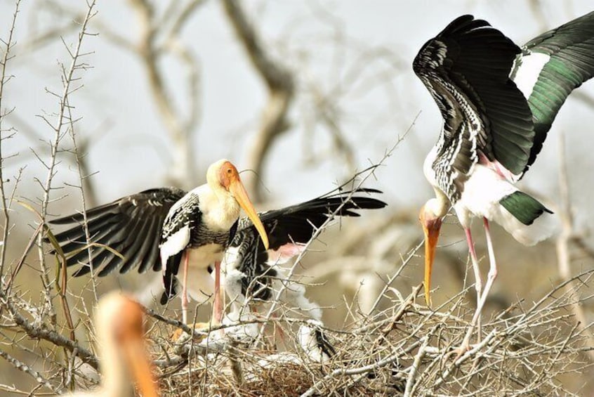 Painted Stork Nesting
