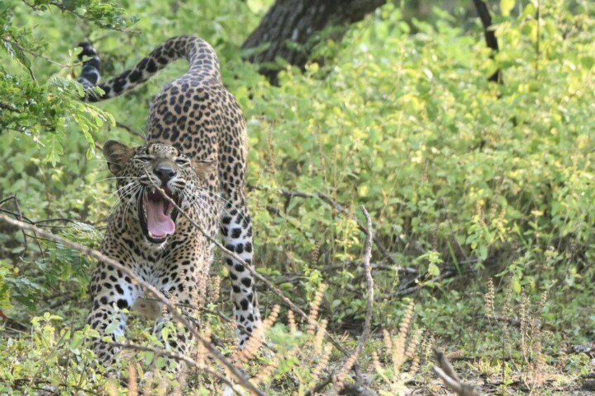 Leopard at Yala Thalgasmankada