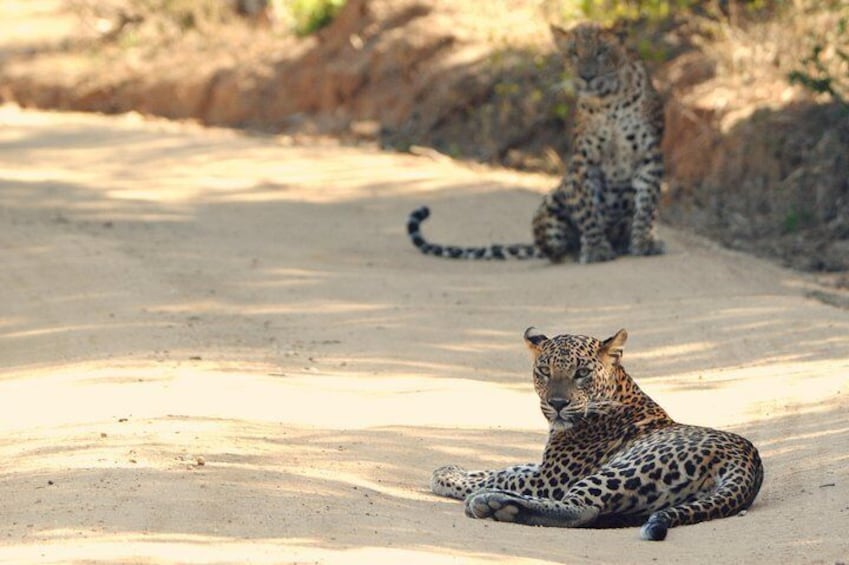 Leopards at Yala Sathmaga Road