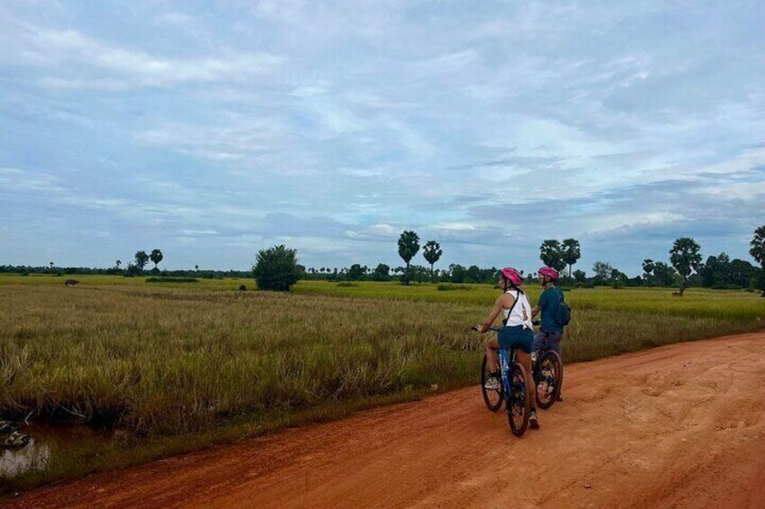 Paranomic Rice Fields