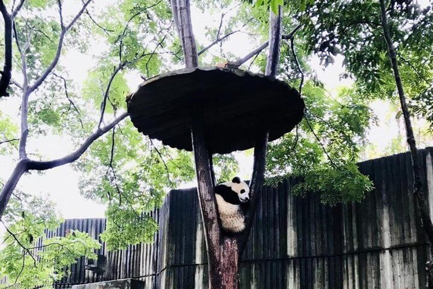Chengdu Giant Panda Breeding Research Base and Private Tour of Sanxingdui Museum