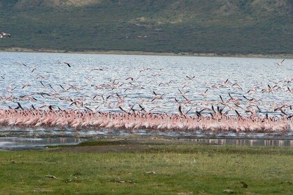 Escape to Lake Bogoria, Flamingo's new home for an overnight safari