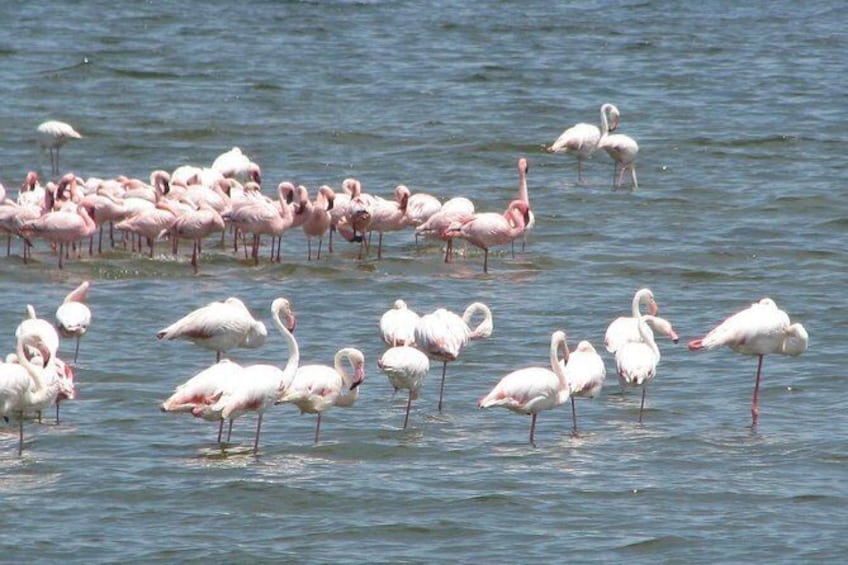 Show item 5 of 9. Flamingos en route to Cape Cross