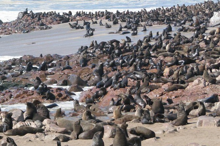 Show item 1 of 9. Cape Cross Seal Colony Tour from Swakopmund, Namibia