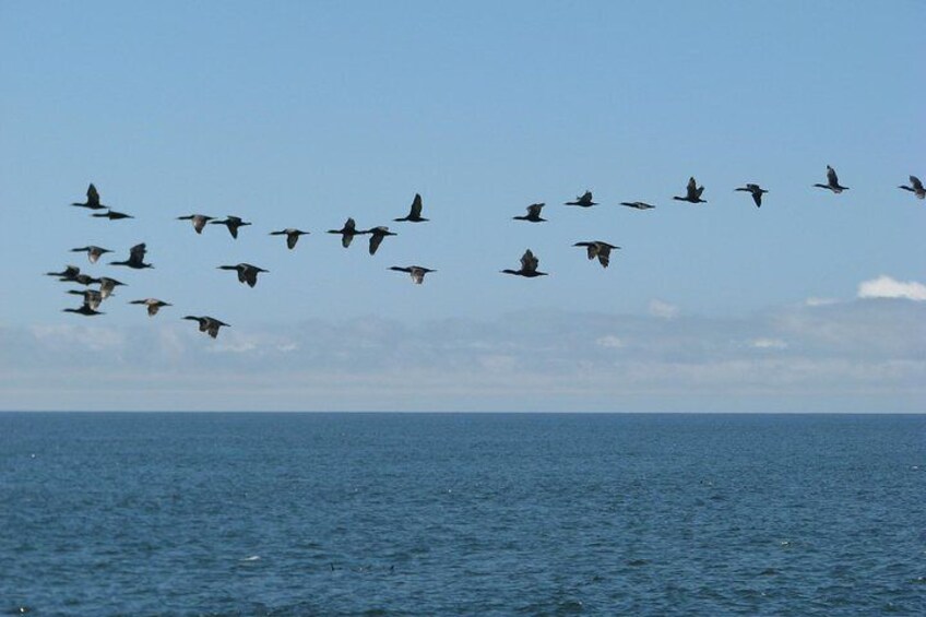 A flock of comorants