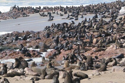 Cape Cross Seal Colony Tour from Swakopmund, Namibia