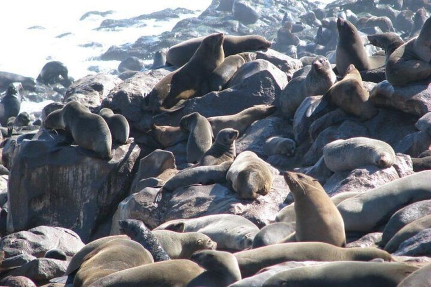 Show item 5 of 10. Cape Fur Seals with their cups