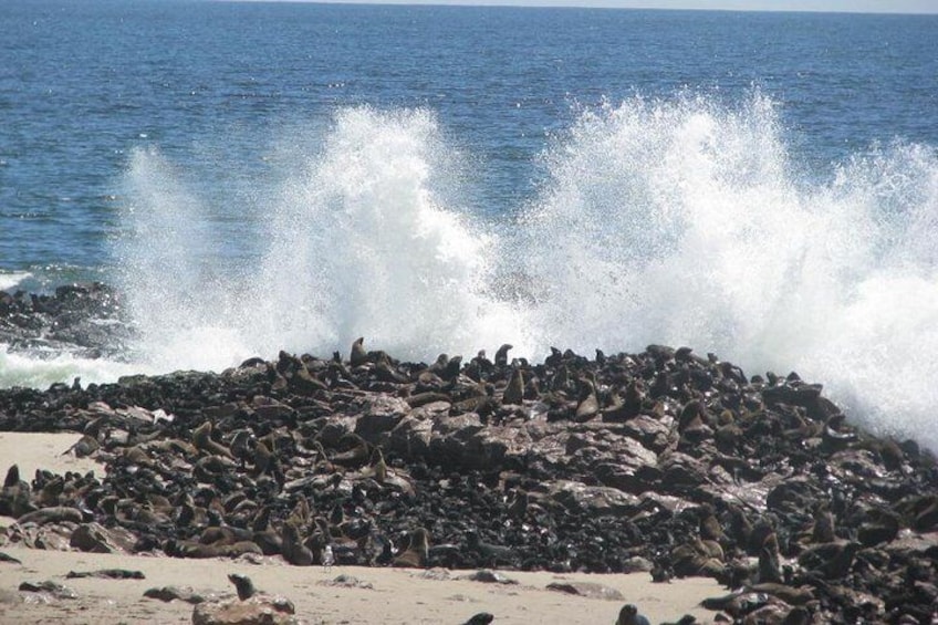 Show item 3 of 10. Thousands of Cape Fur Seals near the Surf.