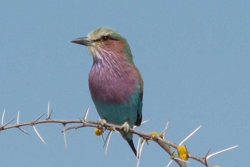 "Lilac breasted Roller" one of many bird species seen at the Spitzkoppe Mountain. 