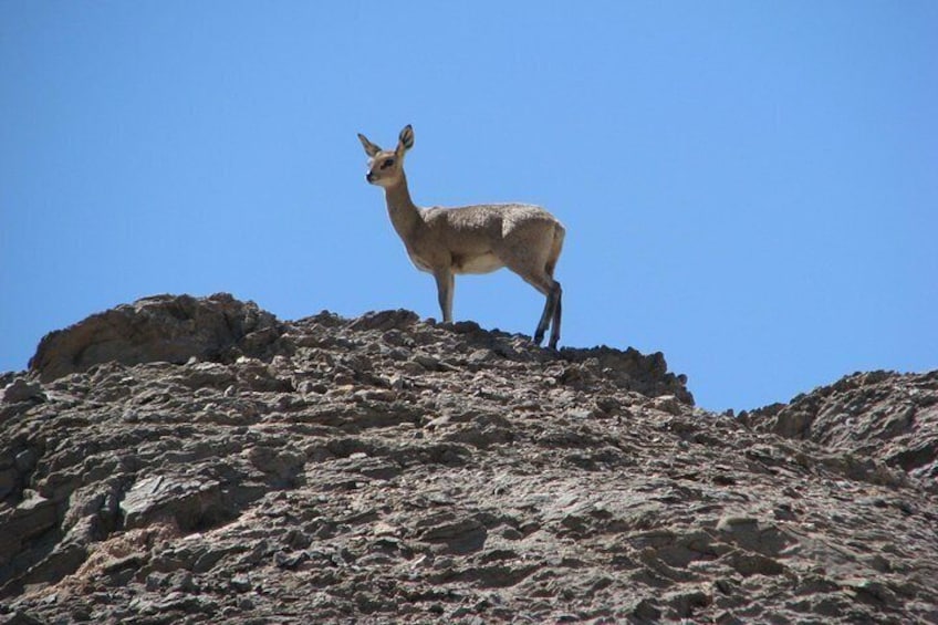 Show item 3 of 10. "Klipspringer" antelope can be seen at the Spitzkoppe Mountain