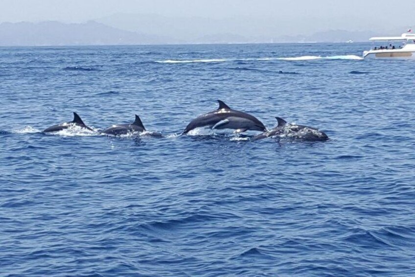 Dolphin Watching & Snorkeling