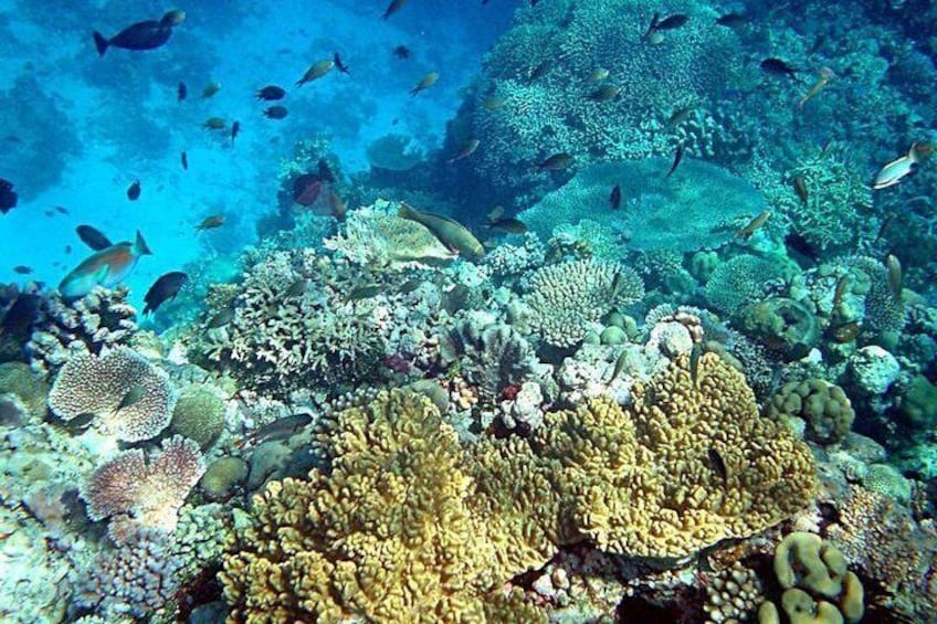 Snorkeling Daymaniat Islands Oman