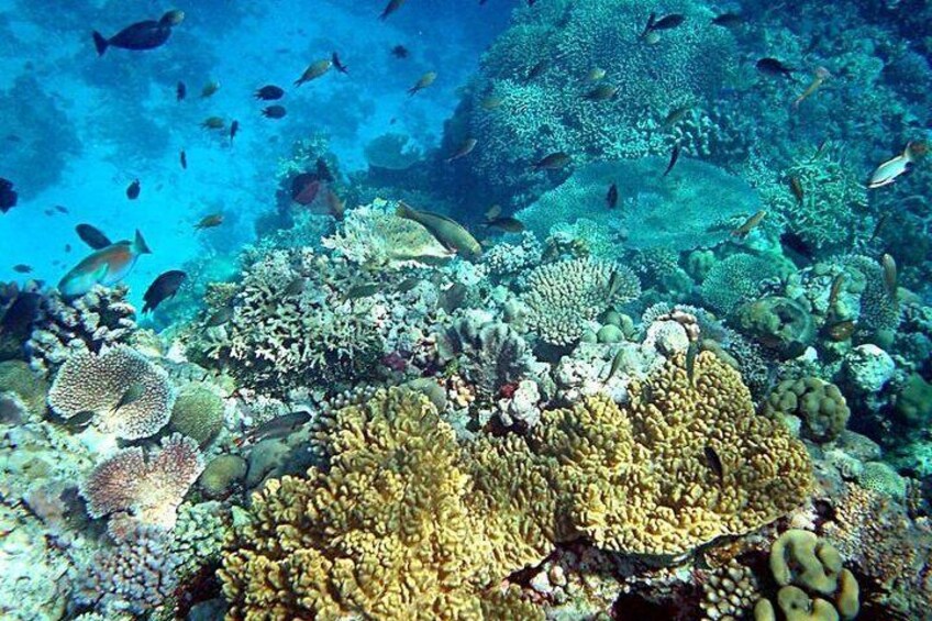 Snorkeling Daymaniat Islands Oman