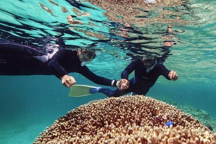 Dolphin Watching & Snorkelling