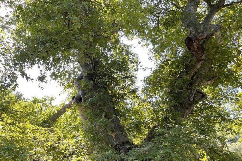 Private Tour Zeus Cave Old Traditional Villages Olive oil factory