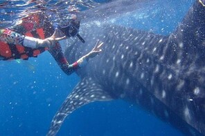Cebu Whalesharks Snorkelling & Sumilon Island
