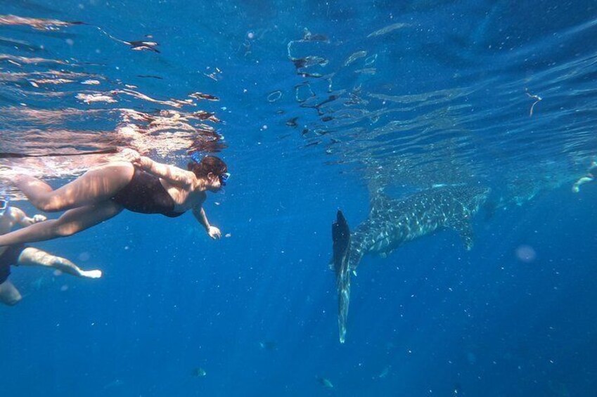 Cebu Oslob Whalesharks, Sumilon & Kawasan Waterfalls Tour