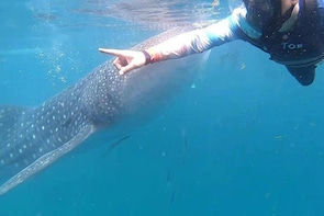 A private Cebu Whaleshark Tour