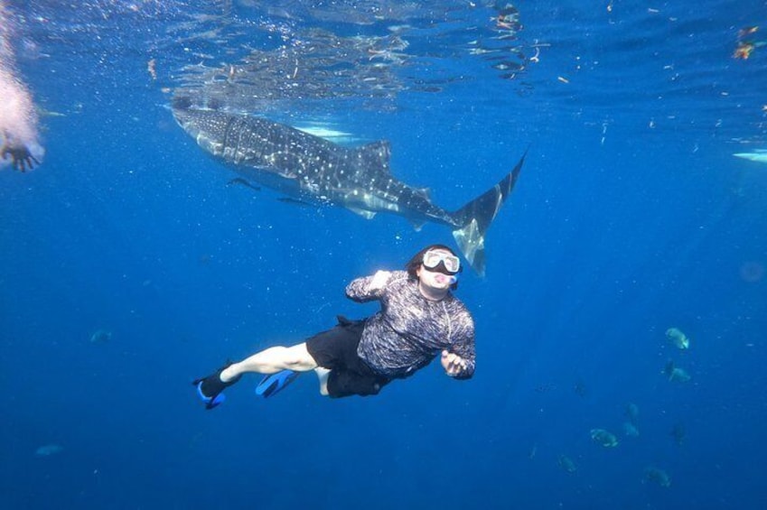 Cebu Whaleshark Tour