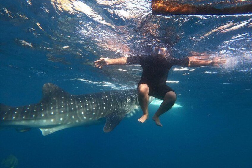 Cebu Whaleshark Tour