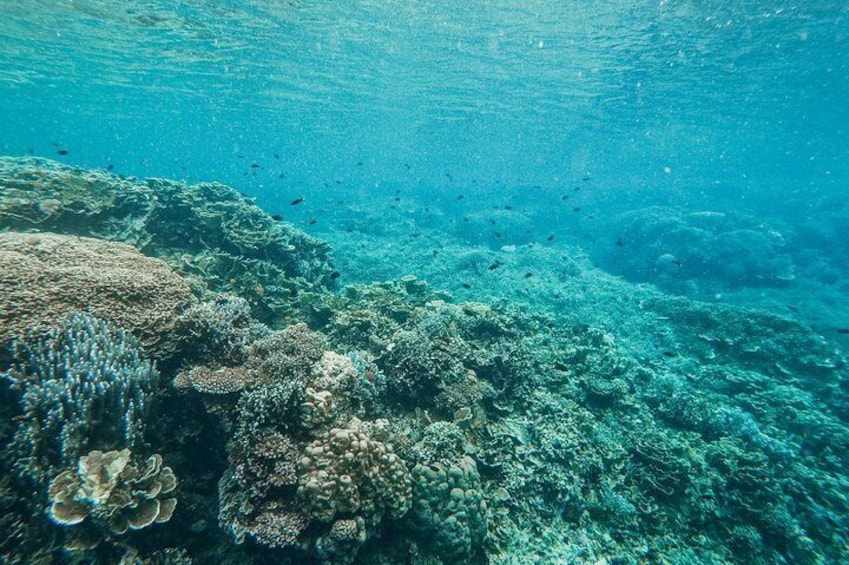 A private snorkel tour to Cebu’s Hilutungan