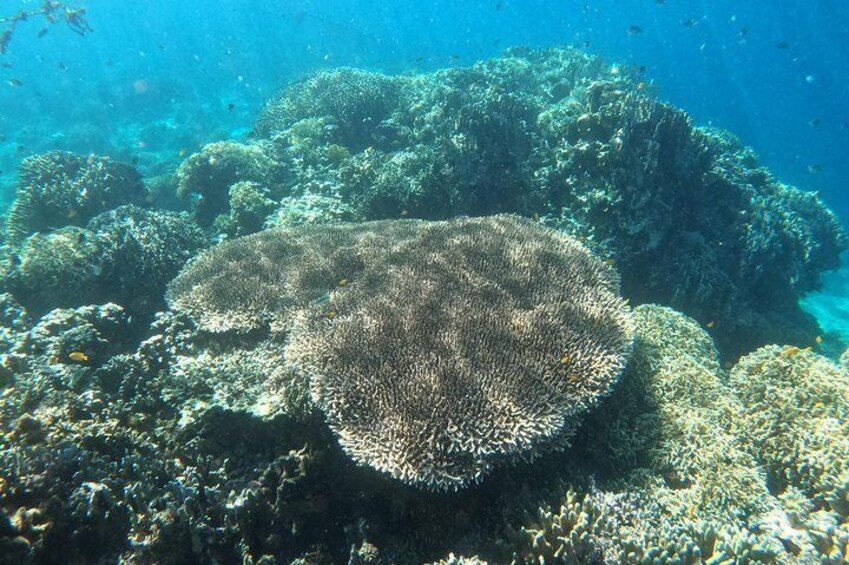 Island Hopping Tour to Nalusuan Island