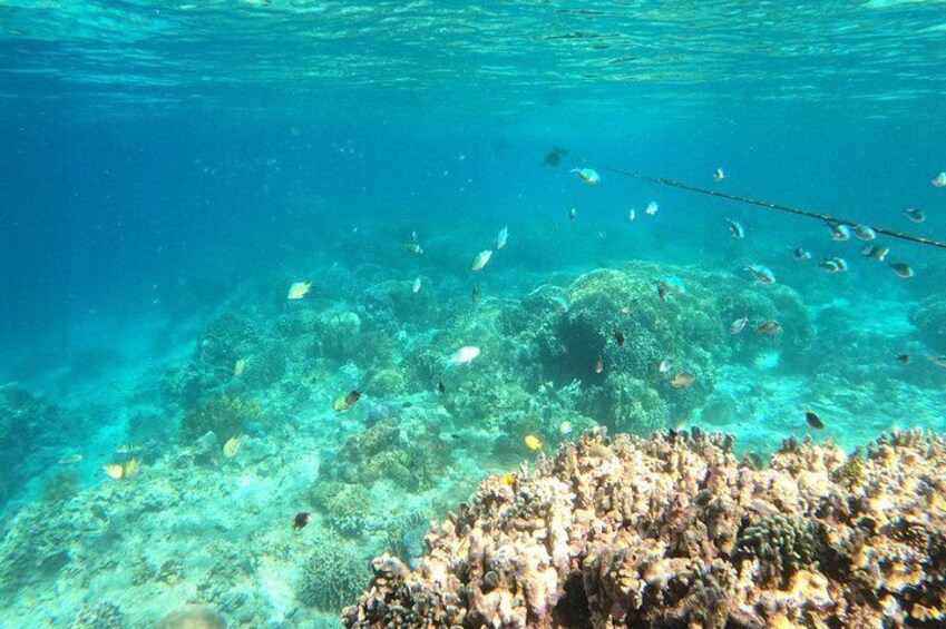 Island Hopping Tour to Nalusuan Island