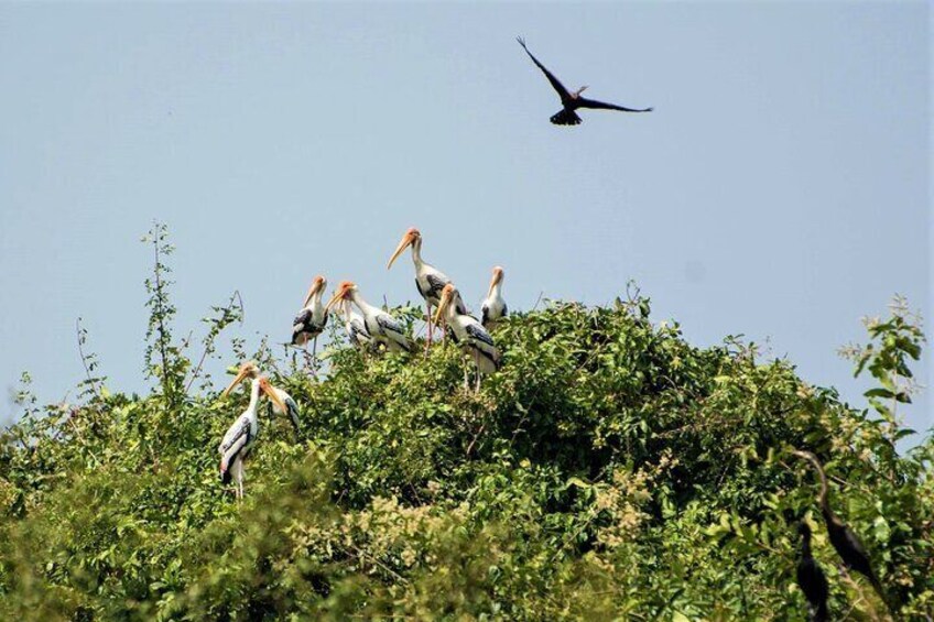 Prek Toal Birds Sanctuary & floating Village Private Tours from Siem Reap