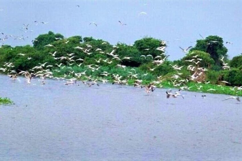 Prek Toal Birds Sanctuary & floating Village Private Tours from Siem Reap