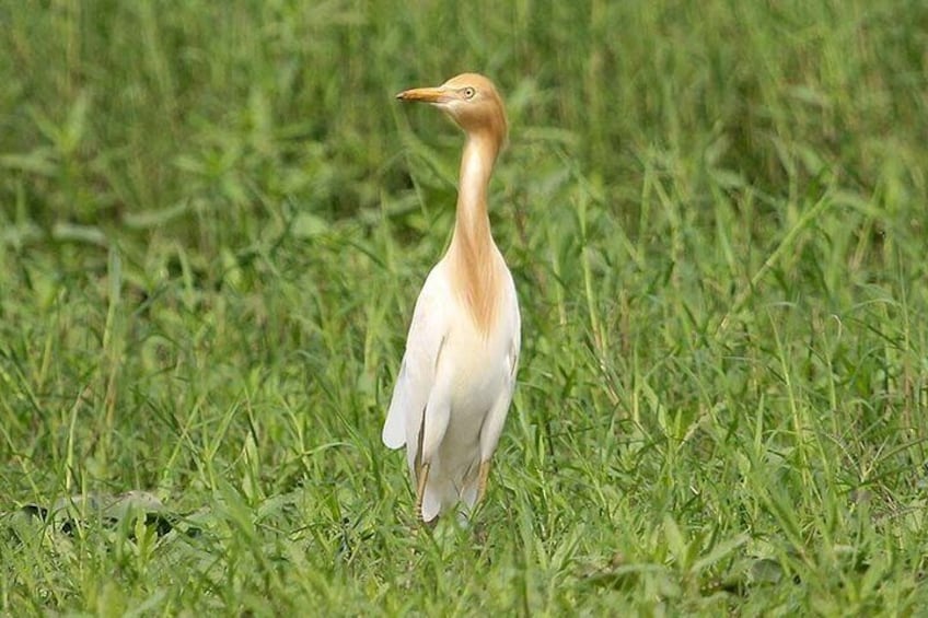 Prek Toal Birds Sanctuary & floating Village Private Tours from Siem Reap