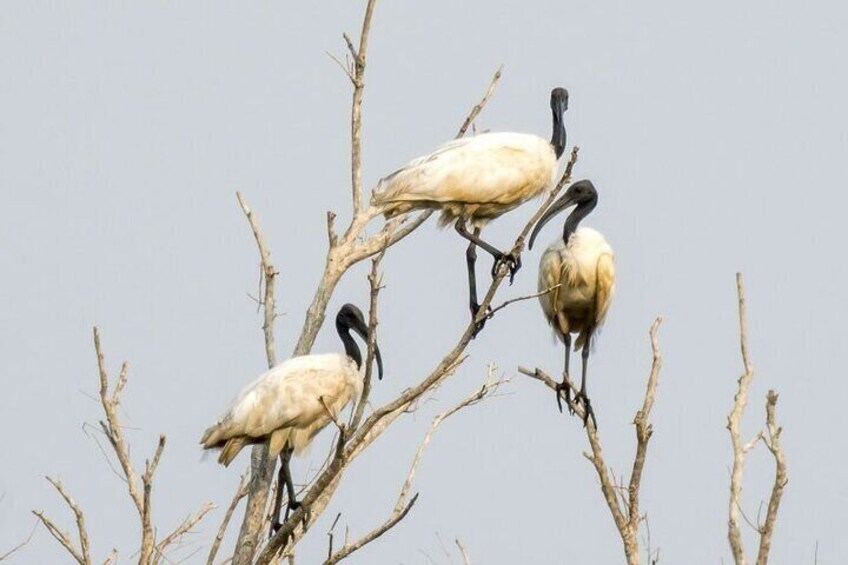 Prek Toal Birds Sanctuary & floating Village Private Tours from Siem Reap