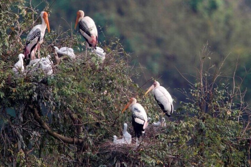Prek Toal Birds Sanctuary & floating Village Private Tours from Siem Reap