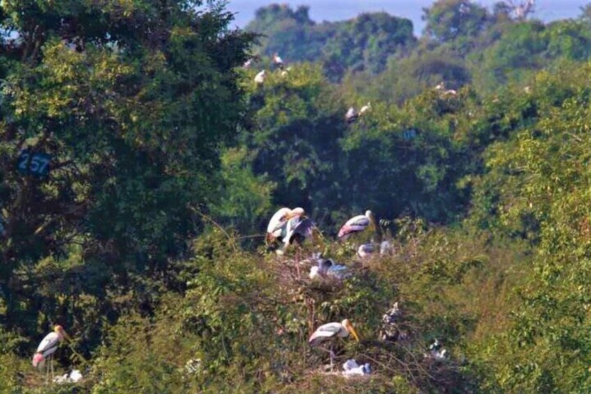 Prek Toal Birds Sanctuary & floating Village Private Tours from Siem Reap