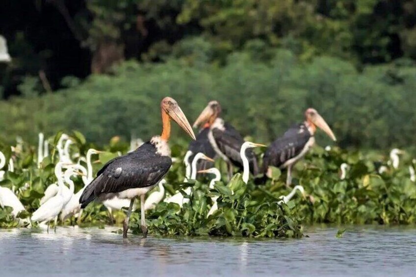 Prek Toal Birds Sanctuary & floating Village Private Tours from Siem Reap