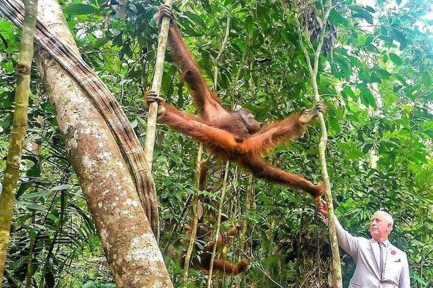 Sarawak Orangutan Semenggoh Wildlife Centre Tour