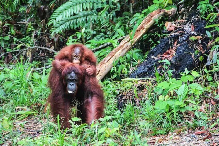 Sarawak Orangutan Semenggoh Wildlife Centre Tour