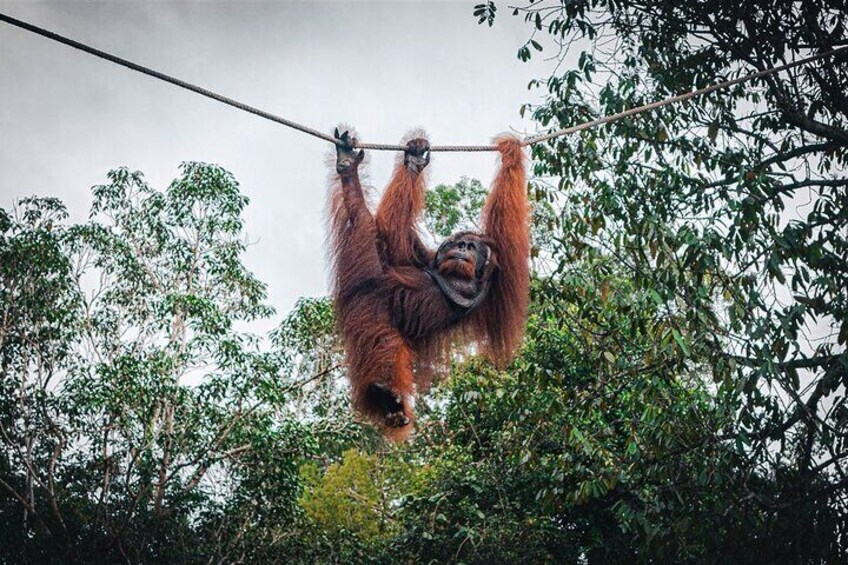 Sarawak Orangutan Semenggoh Wildlife Centre Tour