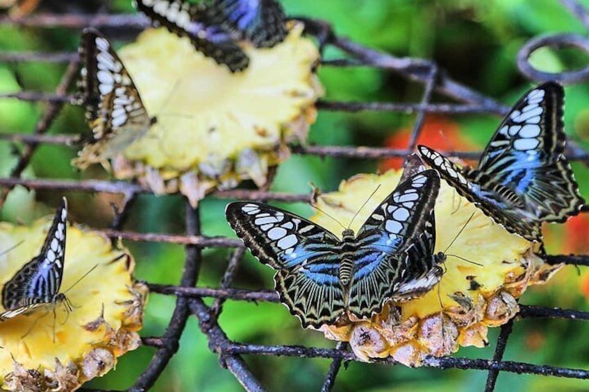 Entopia Butterfly Farm